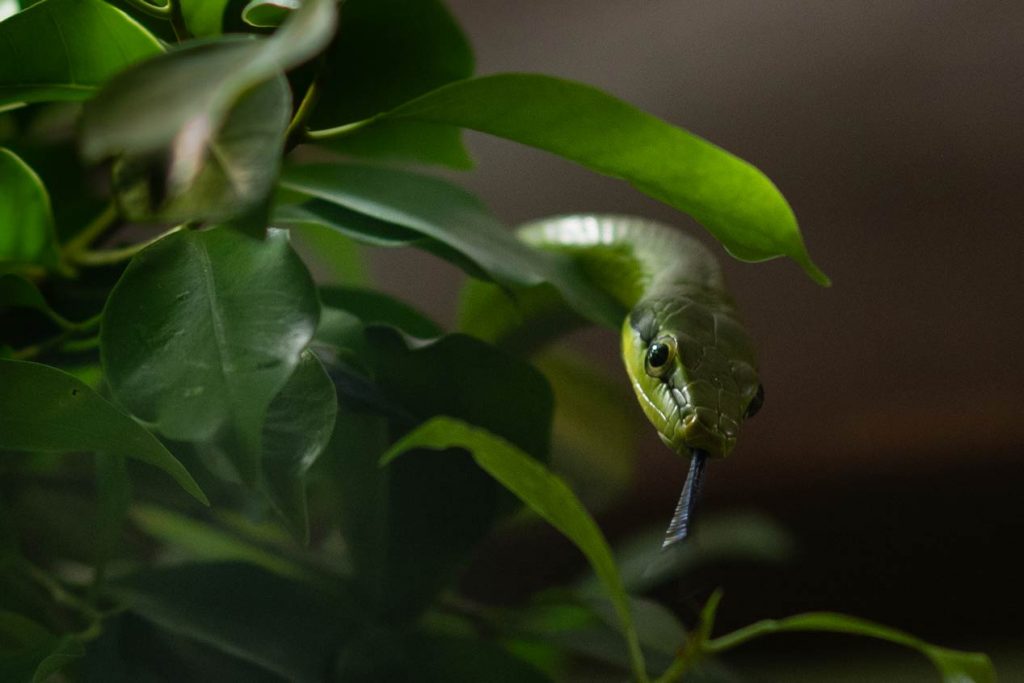 Schlange zwischen Blaettern